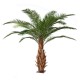 CANARY PALM