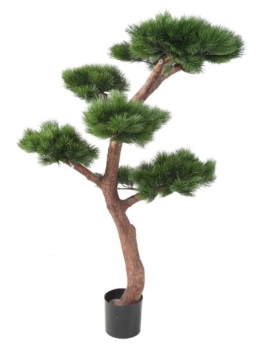 PINE BONSAI UV