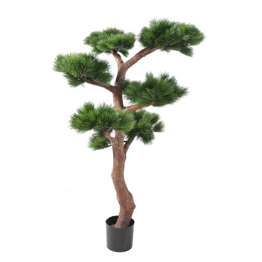 BONSAI UV PINE