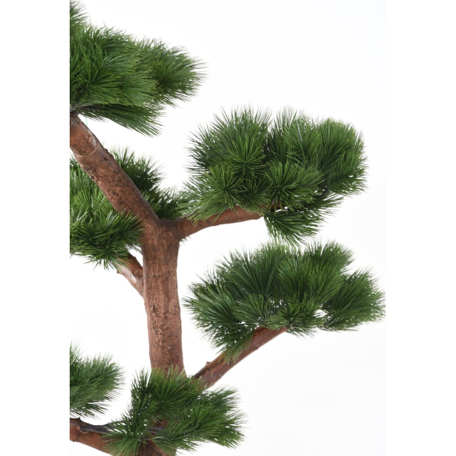 BONSAI UV PINE