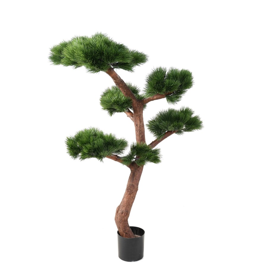 BONSAI UV PINE