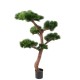 BONSAI UV PINE