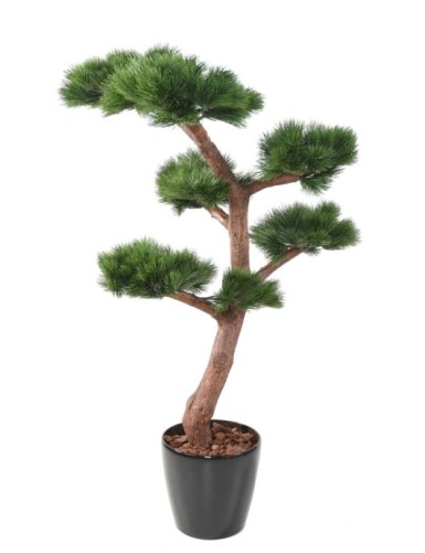 BONSAI UV PINE