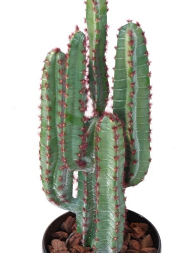 CACTUS 77