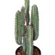 CACTUS 77