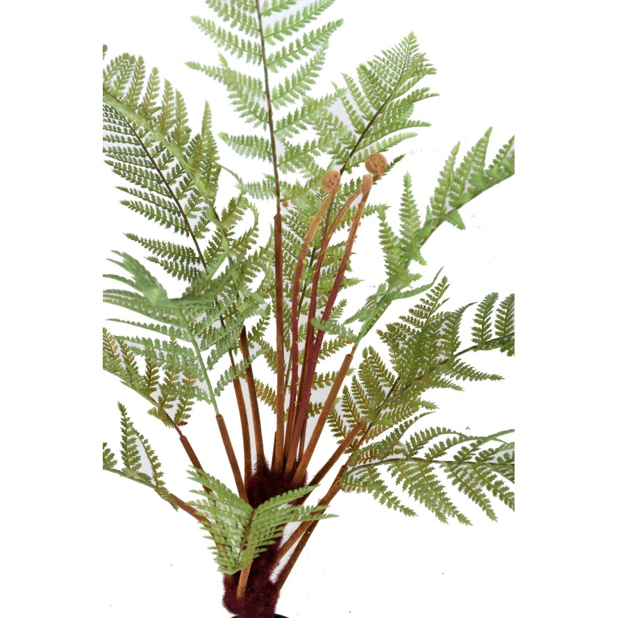 DIKSONIA FERN