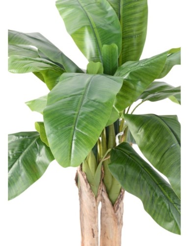 BANANA TREE THREE-TRUNK