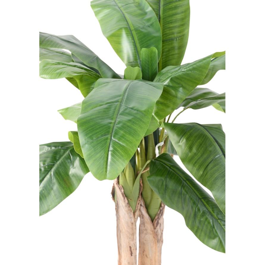 BANANA TREE THREE-TRUNK