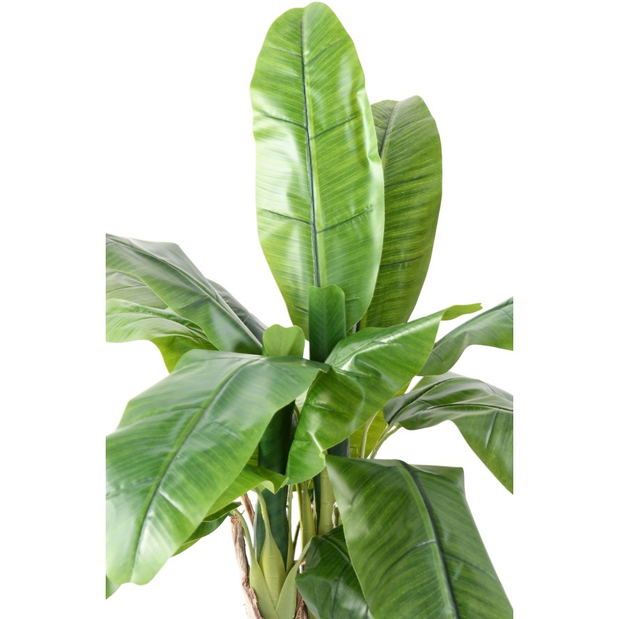 BANANA TREE THREE-TRUNK