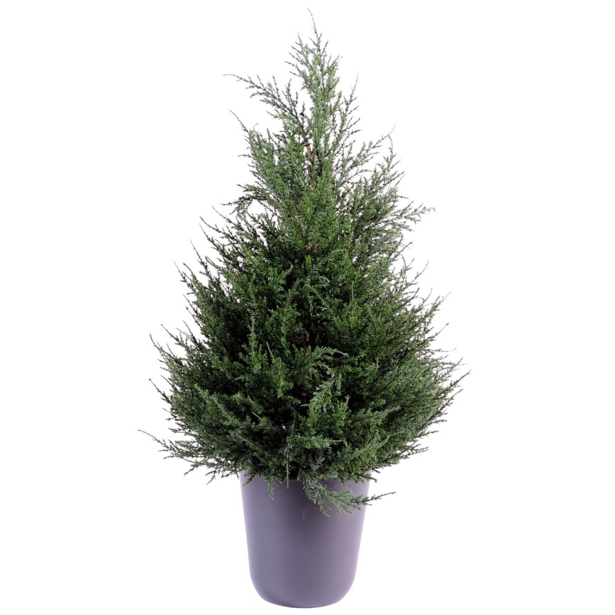 CYPRES (juniperus)