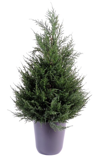 CYPRUS (juniperus)