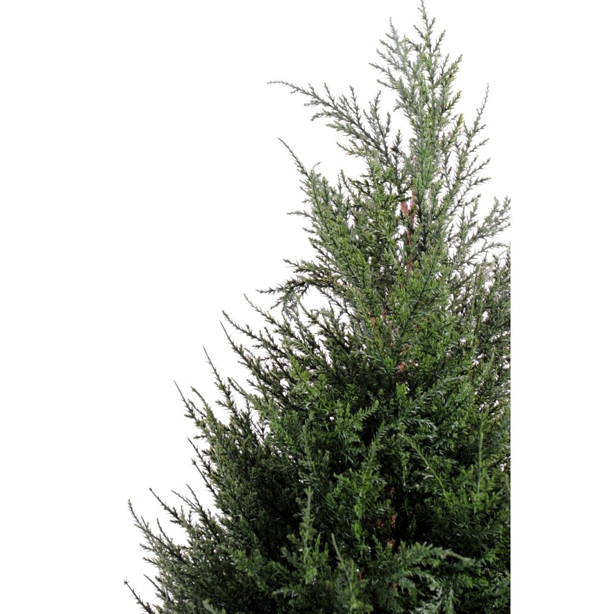 CYPRUS (juniperus)