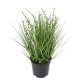 BERRY ONION GRASS