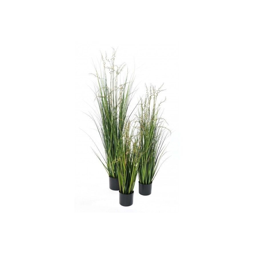 BERRY ONION GRASS