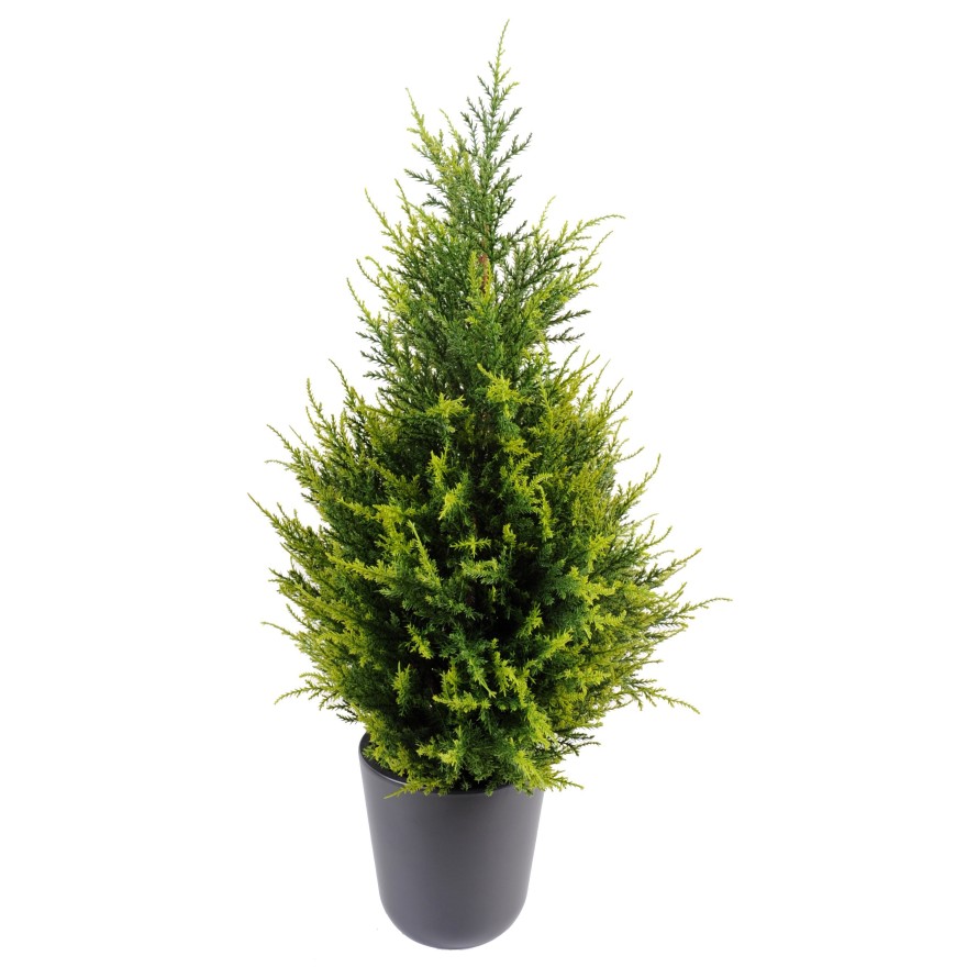 CYPRESS (juniperus vj)