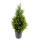 CYPRUS (juniperus vj)