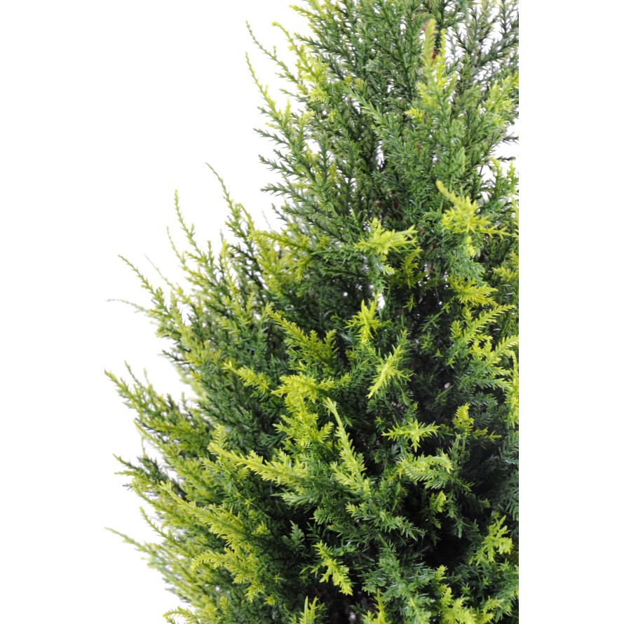 CYPRESS (juniperus vj)