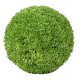 BOXWOOD BALL SEMPERVIRENS