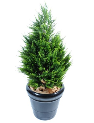 CYPRESS (juniperus vj)