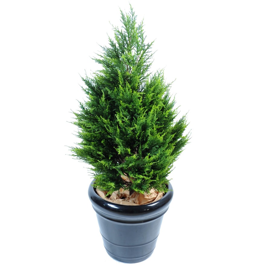 CYPRESS (juniperus vj)