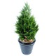 CYPRES (juniperus vj)