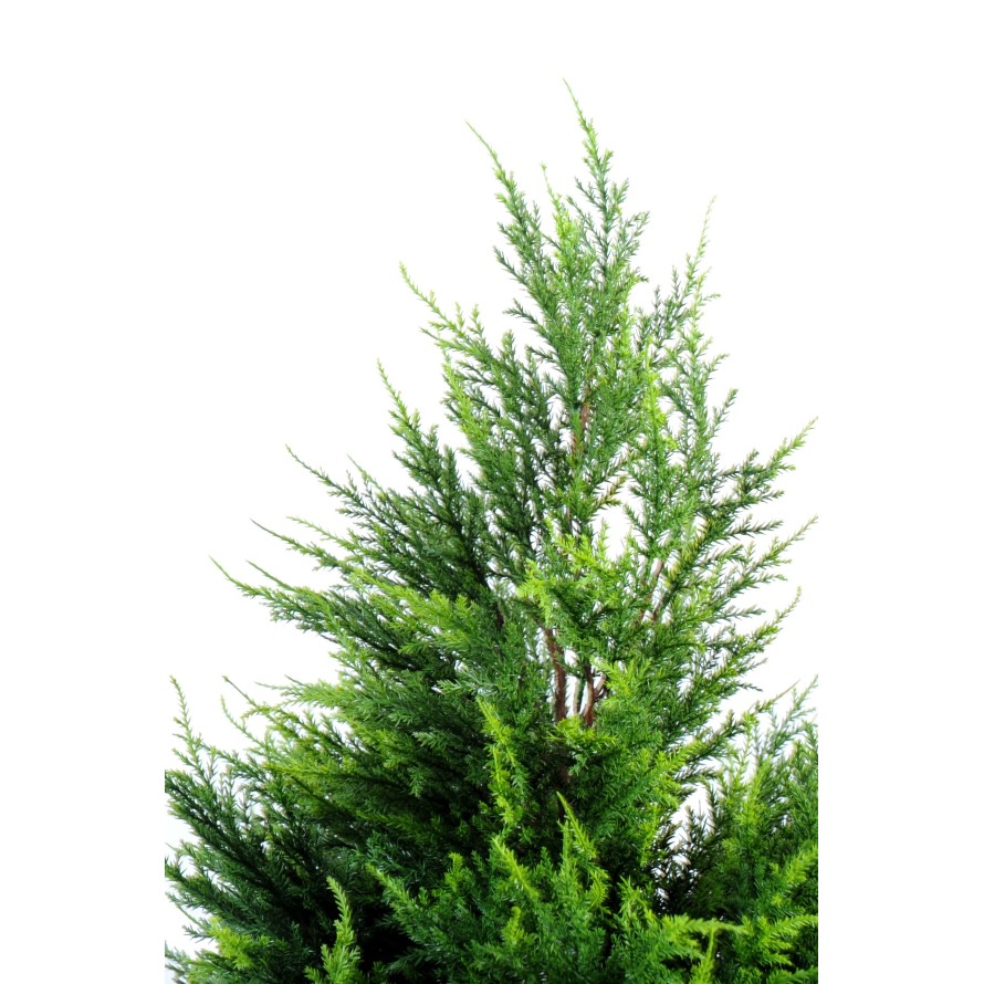 CYPRESS (juniperus vj)