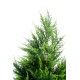 CYPRES (juniperus vj)