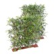 BAMBOO JAPANESE PLAST DENSE HEDGE UV BASE 90