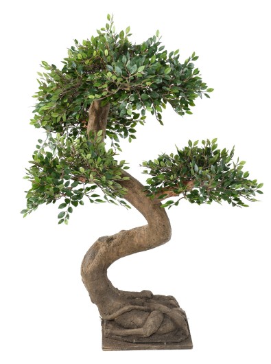 BONSAI ELM