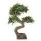 BONSAI ELM