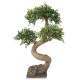 BONSAI ELM