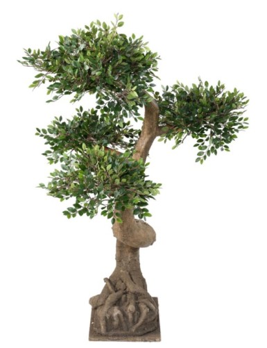 BONSAI ELM