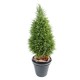 CYPRUS (juniperus vj)