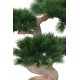 BONSAI PINE 92 UV