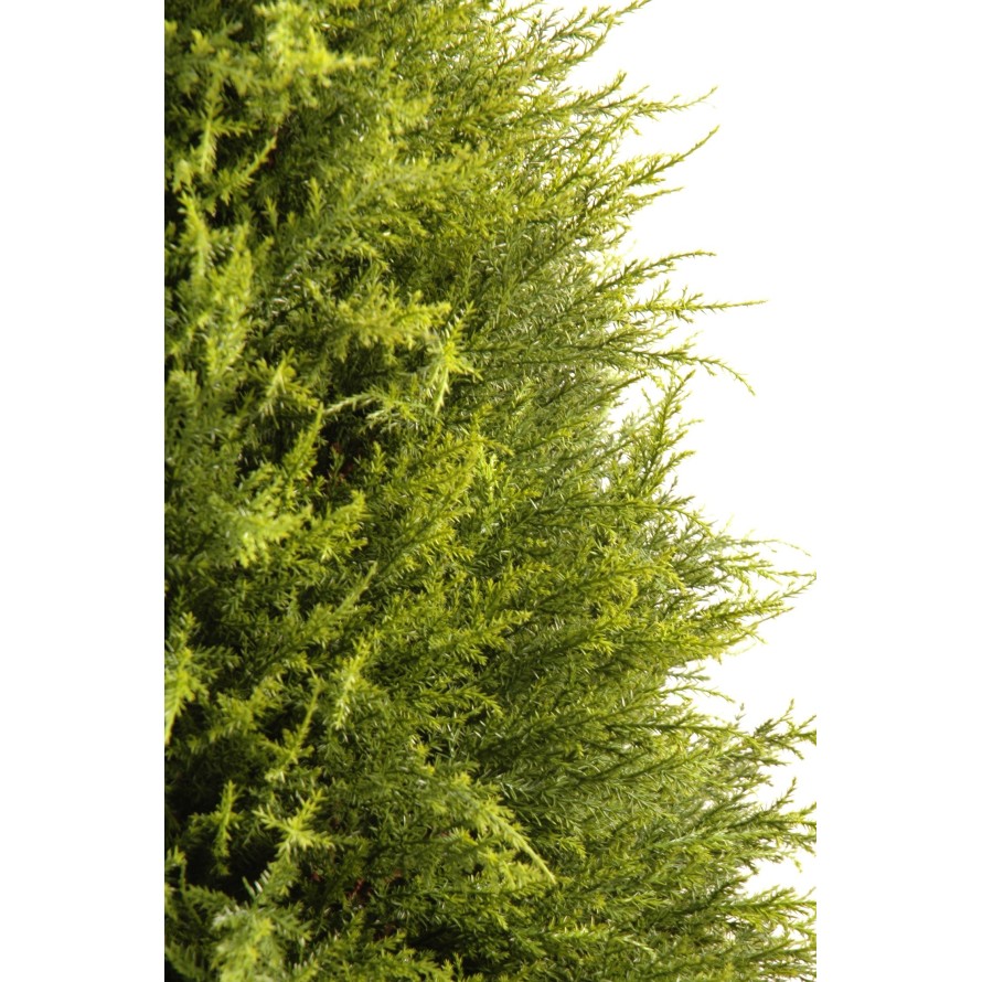 CYPRUS (juniperus vj)