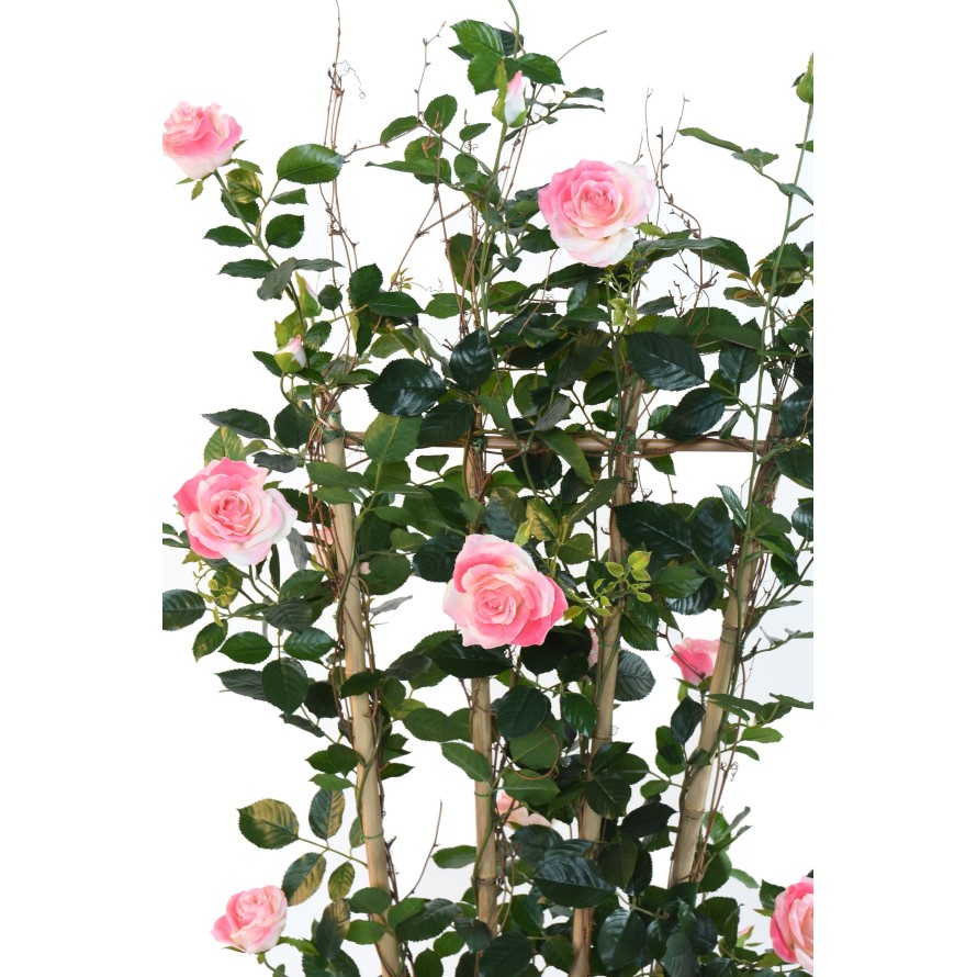 ROYAL ROSE TRELLIS