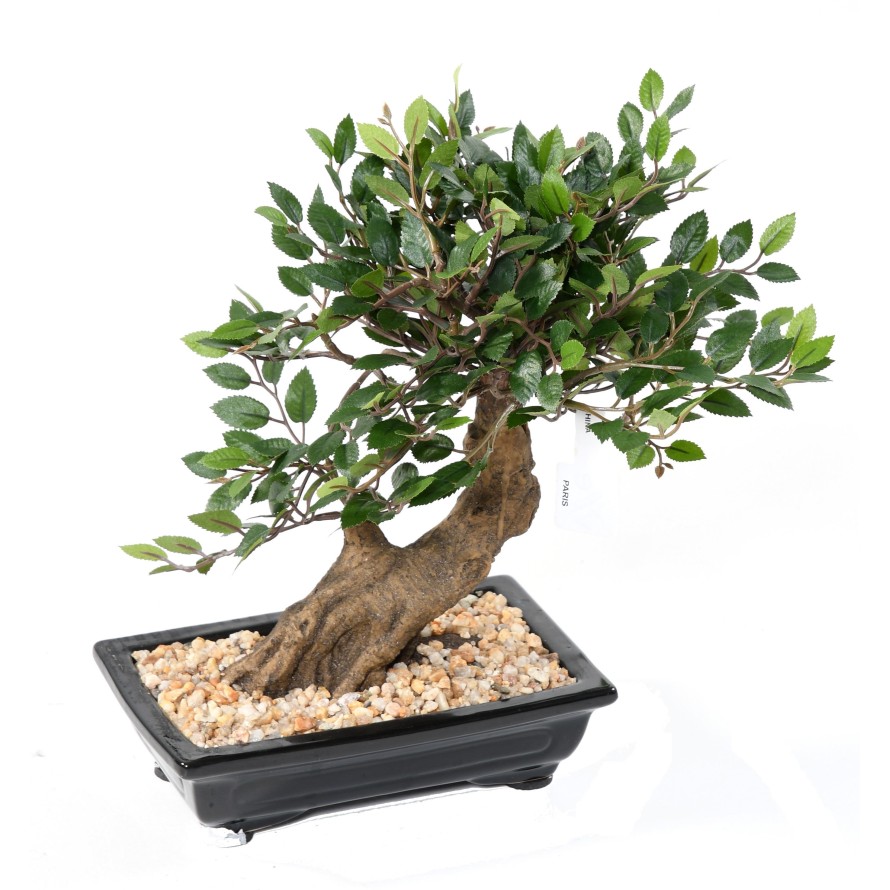 BONSAI ORME EN COUPE gravel