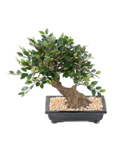 BONSAI ORME EN COUPE gravel