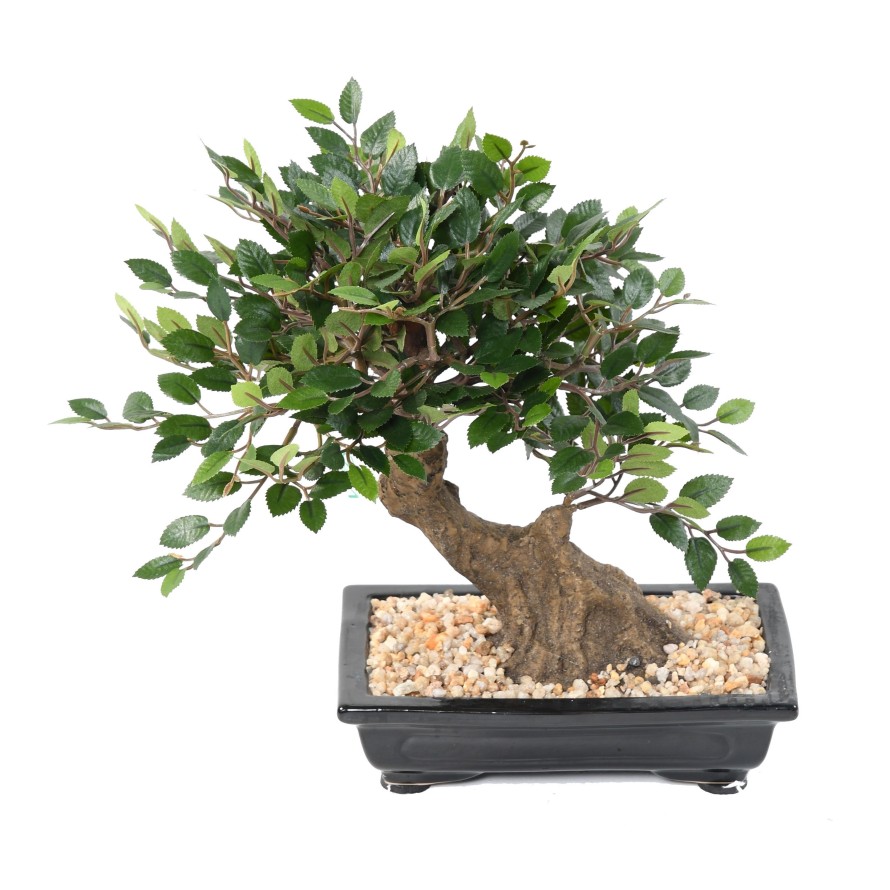 BONSAI ORME EN COUPE gravel