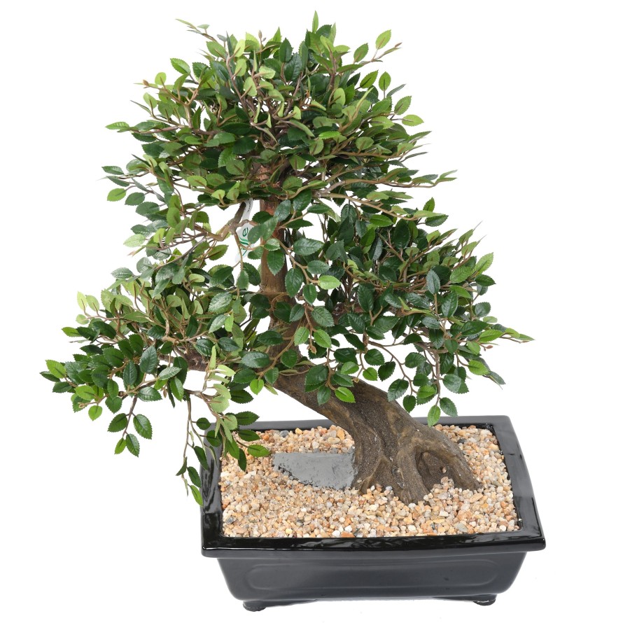 BONSAI ORME EN COUPE gravel