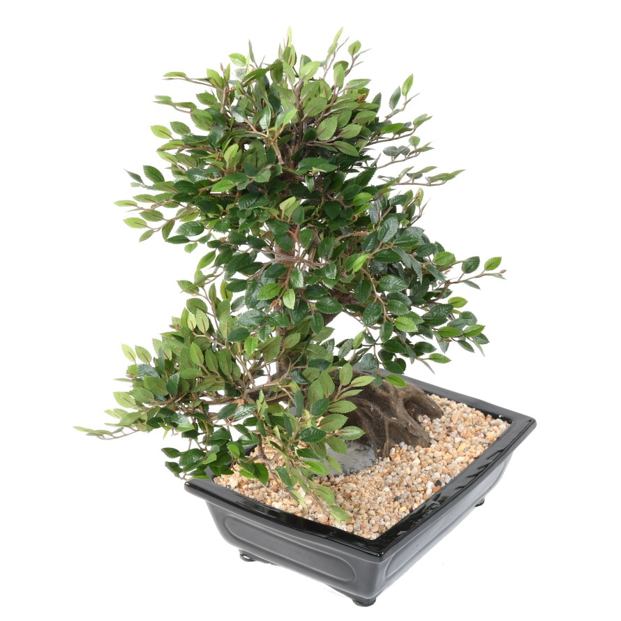 BONSAI ORME EN COUPE gravel