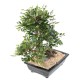 BONSAI ORME EN COUPE gravel