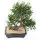 BONSAI ORME EN COUPE gravel