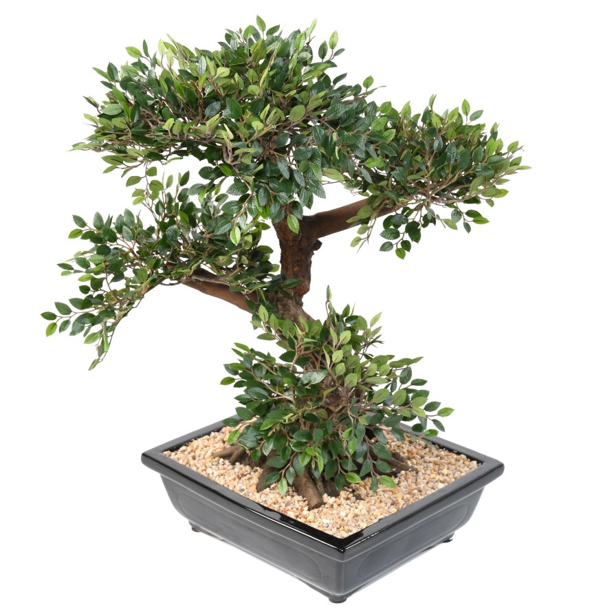 BONSAI ORME EN COUPE gravel