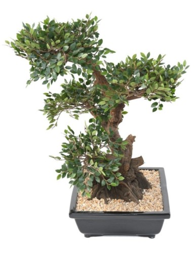 BONSAI ORME EN COUPE gravel