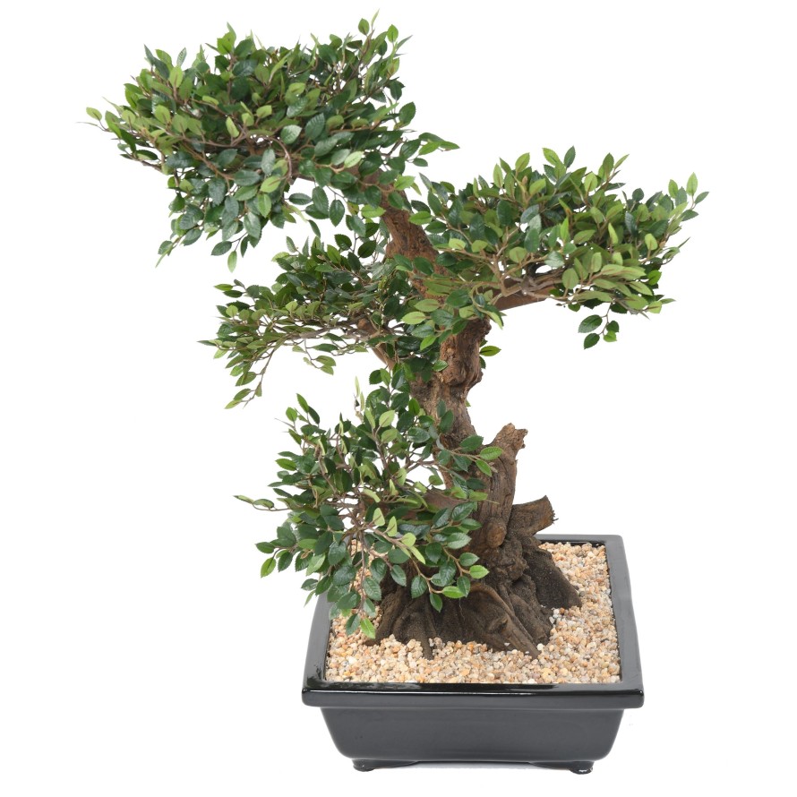 BONSAI ORME EN COUPE gravel