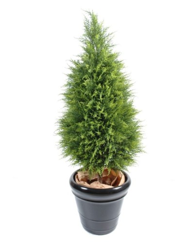 CYPRESS (juniperus vj)