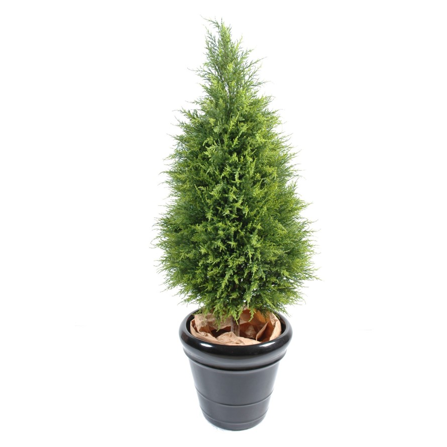 CYPRUS (juniperus vj)