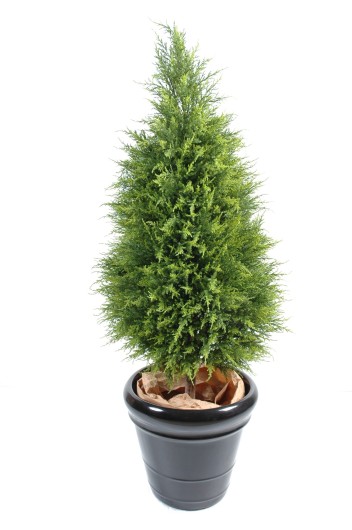 CYPRUS (juniperus vj)