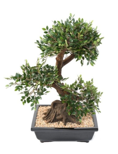 BONSAI ORME EN COUPE gravel